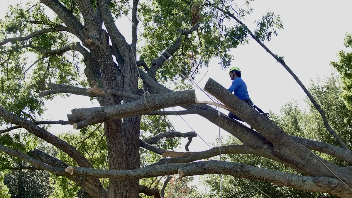 Professional Crown Thinning performed by certified arborists in Clear Spring